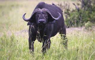tanzania serengeti bufalo