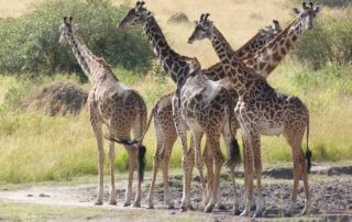 kenia reserva masaimara