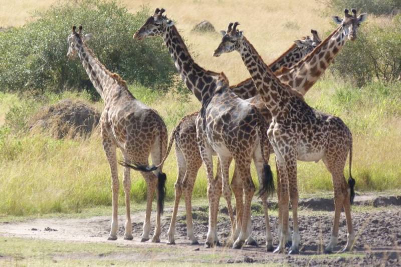 kenia reserva masaimara