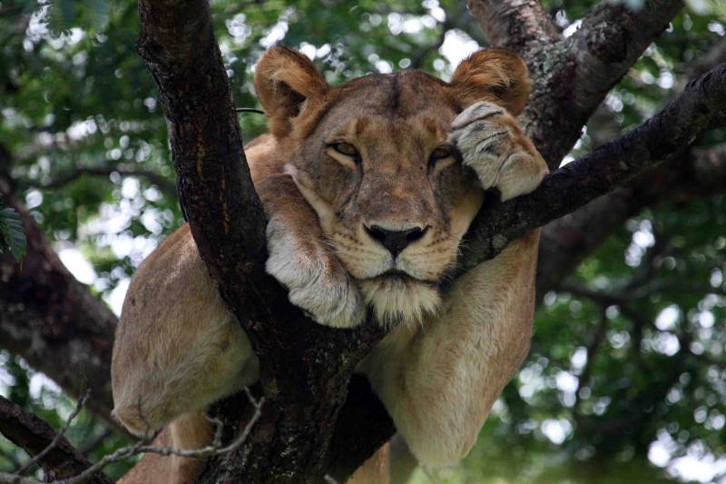 Isasha parque nacional Queen Elizabeth