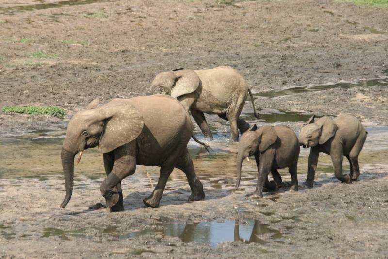 Dzanga bai