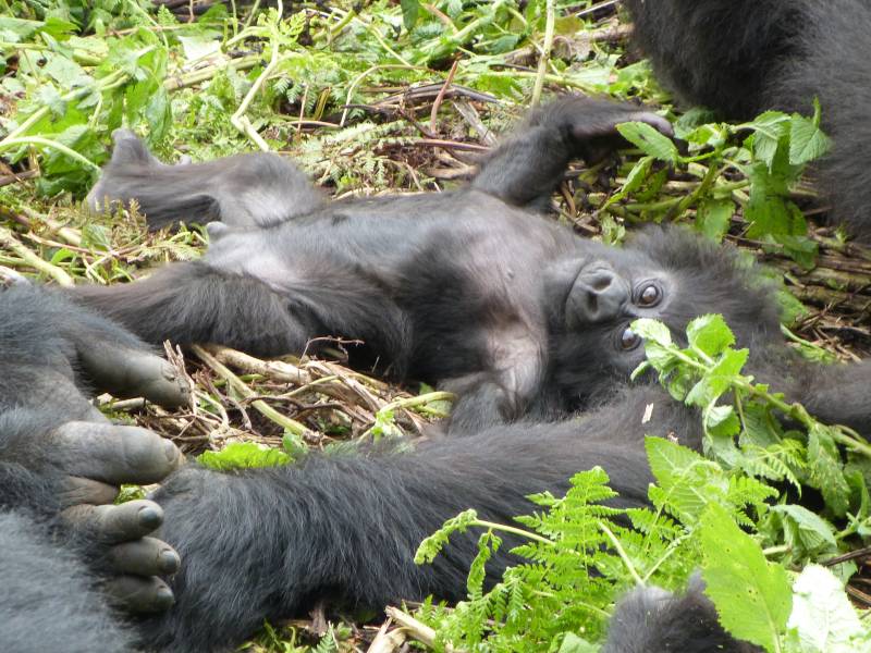 ruanda gorila montaña