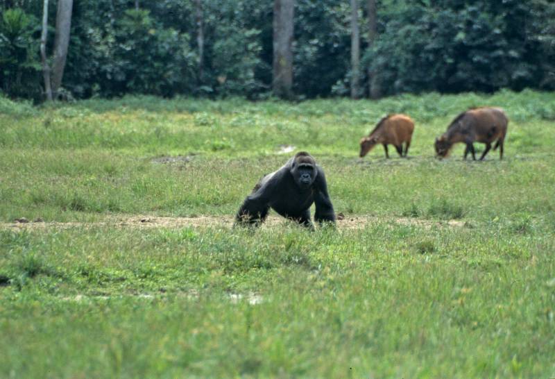 Gorilas en el Congo