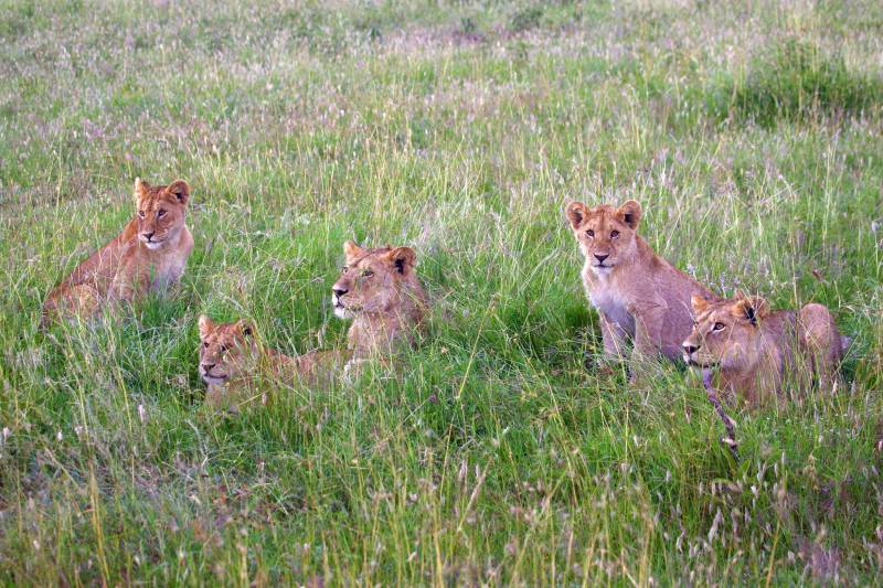 Serengeti-leones.jpg