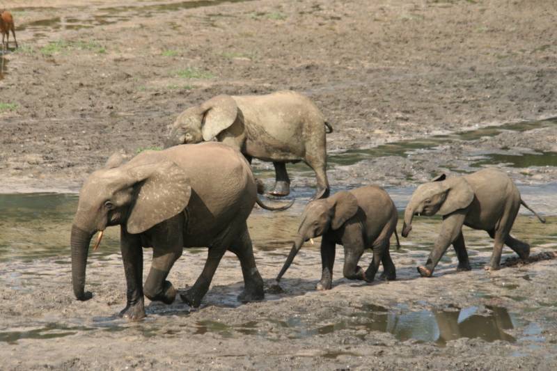 elefantes-Dzanga-bai-congo.jpg