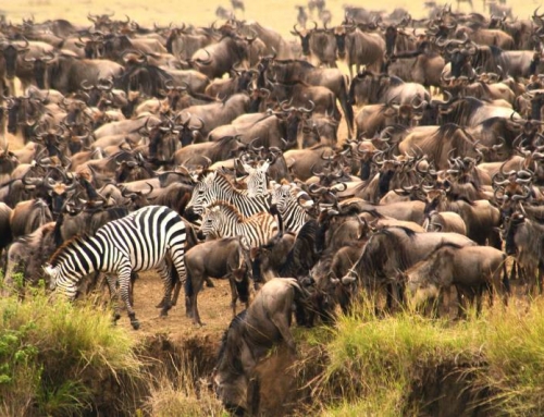 Safaris Kenia y Tanzania