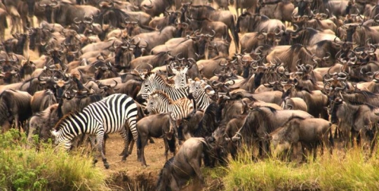 migracion masaimara