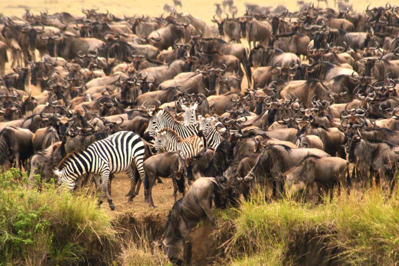 migracion masaimara