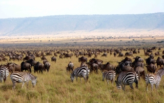 ecosistema del serengeti