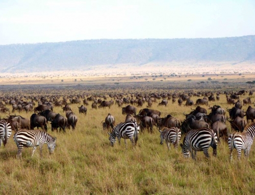 LA GRAN MIGRACION, el milagro del Serengeti