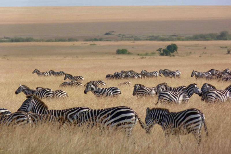 Leona en PN de Serengeti