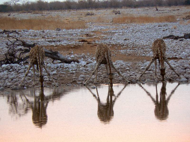 namibia etosha
