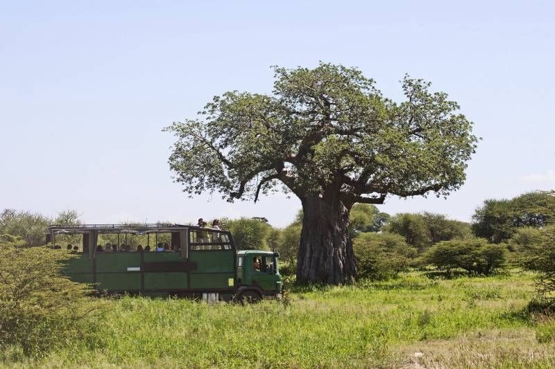 camion safari 1