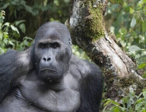 Gorilas en Uganda y Ruanda