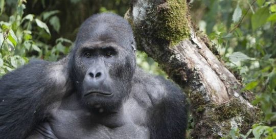 congo gorila mambili