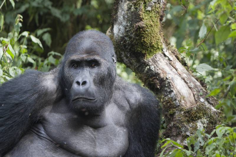 congo gorila mambili