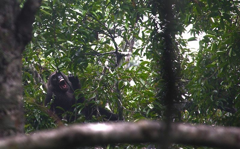 congo gorilas llanura africa