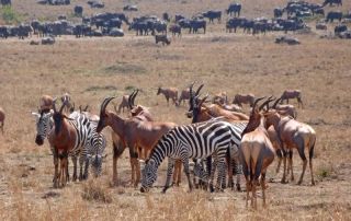 reserva masai mara